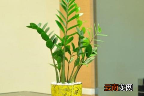 金钱树怎么固定成型