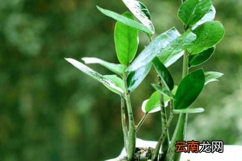 金钱树怎么固定成型
