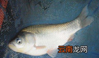 冬季钓鲫鱼调漂技巧 冬天的鱼异常肥美