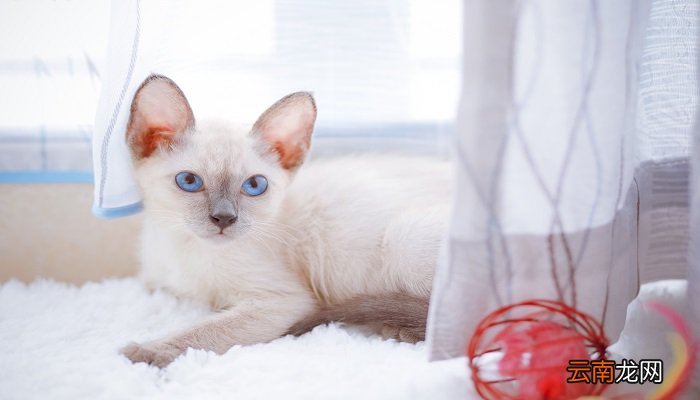 猫和老鼠的故事说明什么道理 猫和老鼠告诉我们什么道理