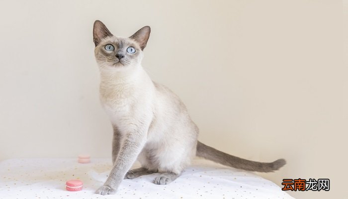 猫和老鼠的故事说明什么道理 猫和老鼠告诉我们什么道理