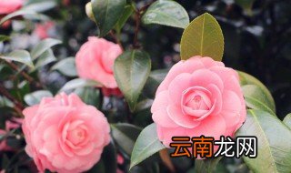 茶花的扦插时间和方法 茶花扦插时间及方法