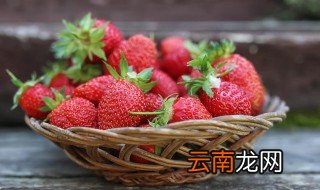 家庭盆栽草莓的养殖方法有哪些 家庭盆栽草莓的养殖方法