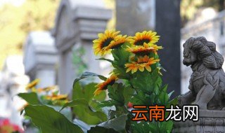 向日葵养殖方法 向日葵怎么种植