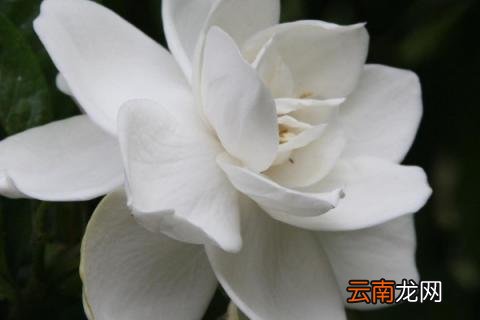 栀子花烂叶黑叶怎么办