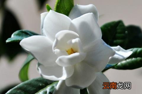 栀子花烂叶黑叶怎么办