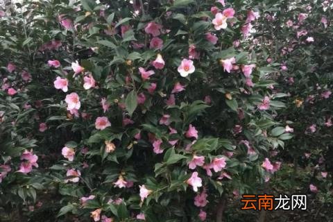 茶花冬天上什么肥