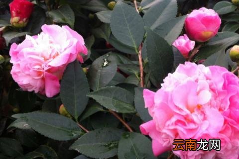 茶花冬天上什么肥