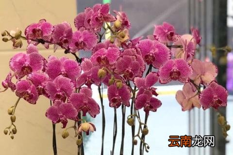 蝴蝶兰的花剑长在哪里