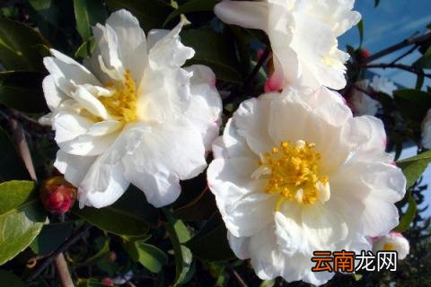 秋天花园里有什么花