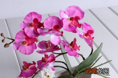 蝴蝶兰长了气根什么时候会有花剑