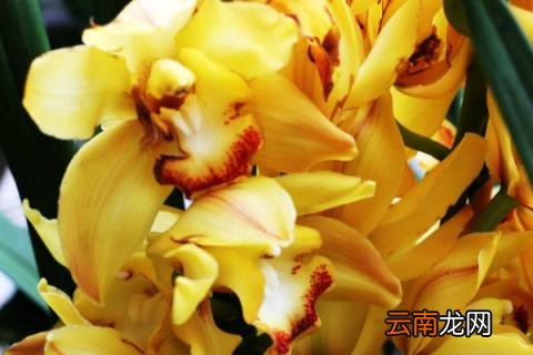 蝴蝶兰长了气根什么时候会有花剑