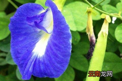 碟豆花是什么