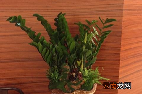 金钱树秋季施什么肥