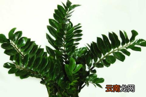金钱树秋季施什么肥