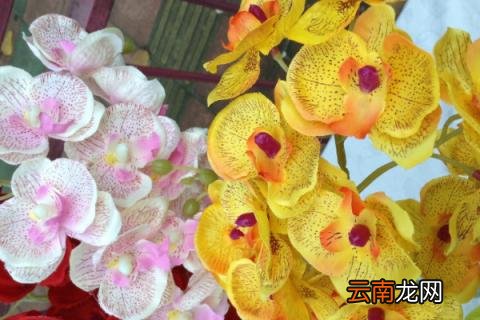 蝴蝶兰春天要晒太阳吗
