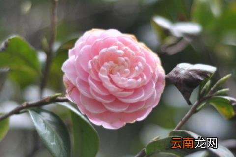 茶花秋天落叶怎么回事