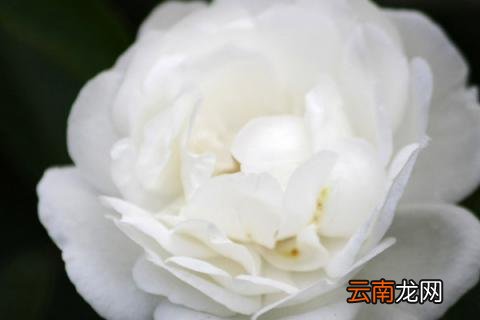 茶花秋天落叶怎么回事