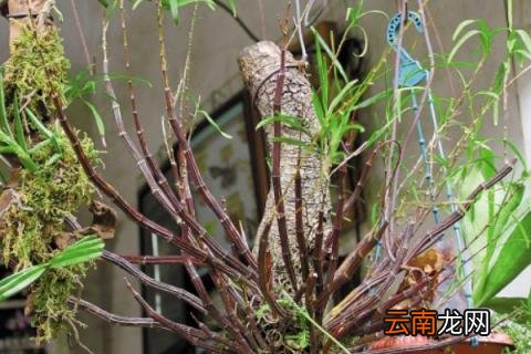 石斛怕冷吗