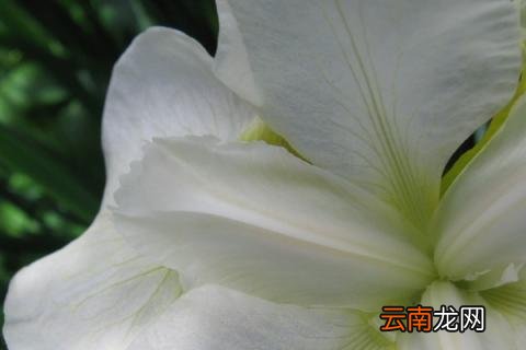 栀子花秋天落叶吗