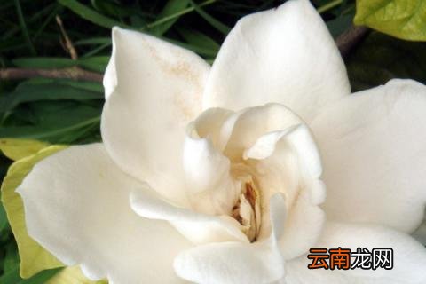 栀子花秋天落叶吗