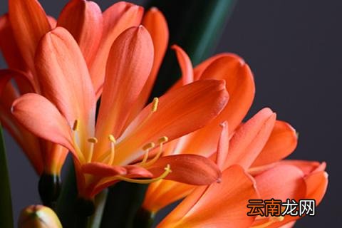 君子兰冬天会冻死吗