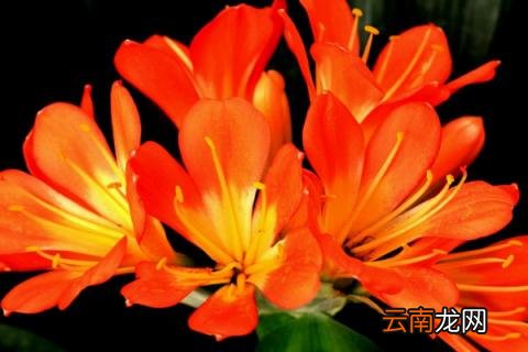 君子兰冬天会冻死吗