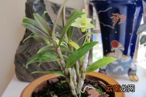 石斛兰叶子发黄是什么原因