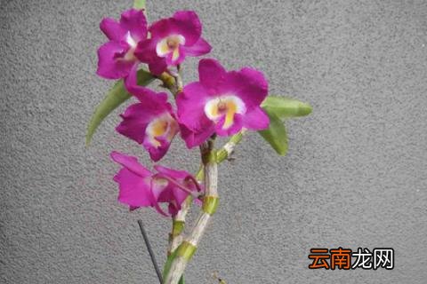 石斛兰叶子发黄是什么原因