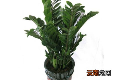 金钱树是怎么种出来的
