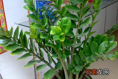 金钱树是怎么种出来的