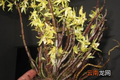 石斛什么时候开花