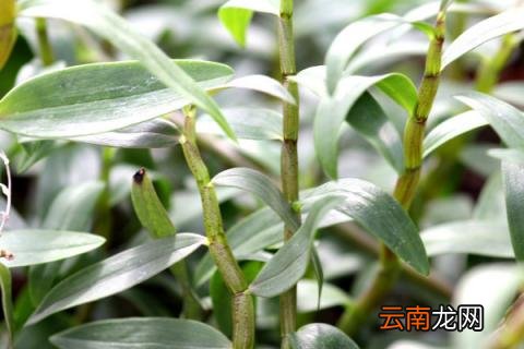 石斛什么时候开花