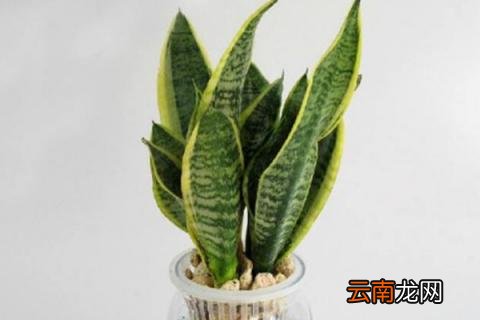 虎皮兰烂根晾几天