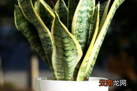 虎皮兰烂根晾几天