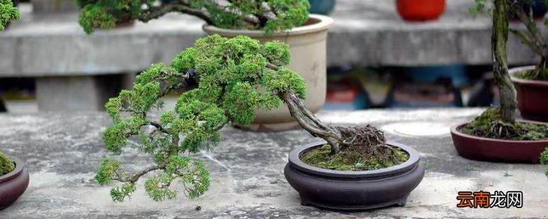 真柏盆景如何过冬