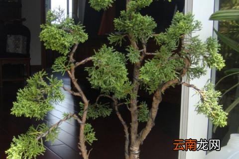 真柏盆景如何过冬