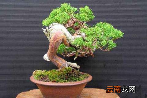 真柏盆景如何过冬