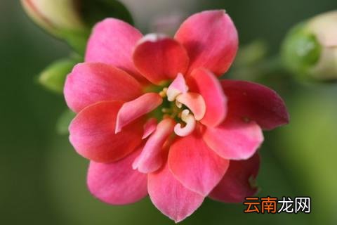长寿花冬季的养殖方法和注意事项