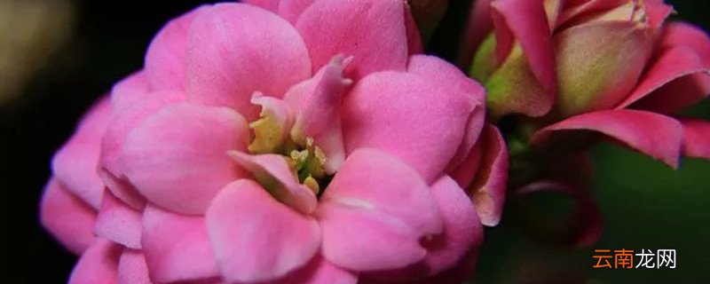 长寿花冬季的养殖方法和注意事项