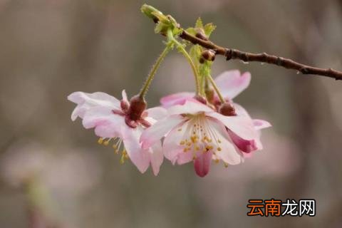 樱花夏天可以修剪吗