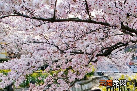 樱花夏天可以修剪吗