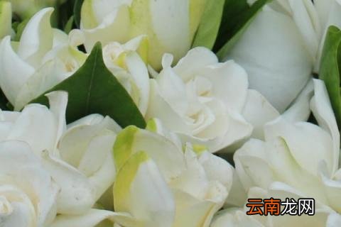 栀子花秋天叶子发黄落叶怎么办