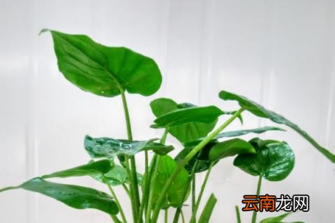 滴水观音根大吗