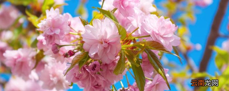 樱花树怎样培育幼苗