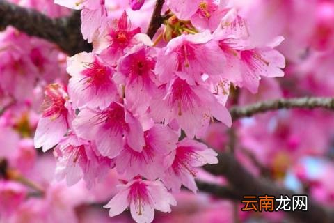 樱花树怎样培育幼苗