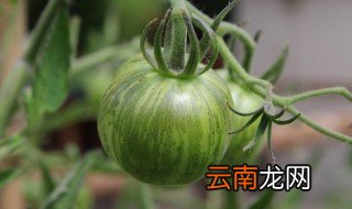 绿色西红柿叫什么 绿色西红柿怎样叫