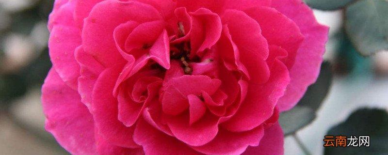 为什么月季只开一次花