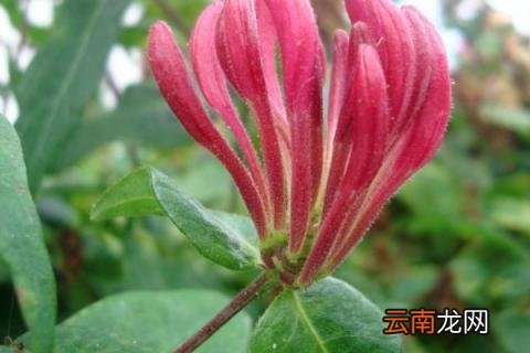 金银花枝条干枯怎么办