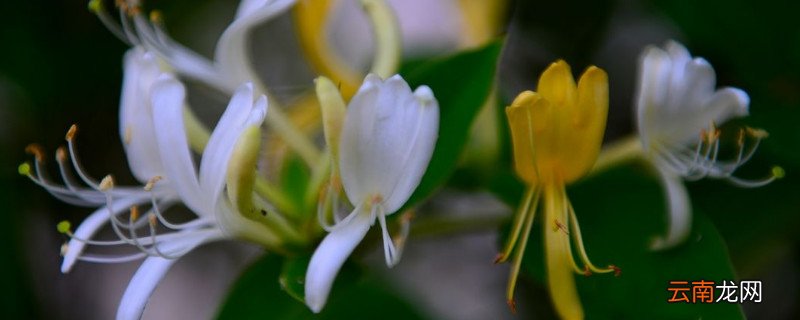 金银花枝条干枯怎么办